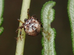 Phoroncidia sextuberculata