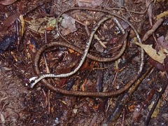 Aplopeltura boa