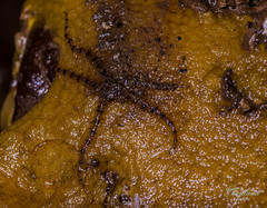 Ophiotrichidae