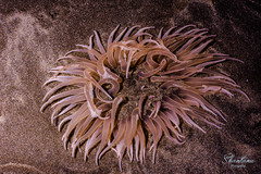 Paracondylactis sinensis