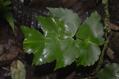 Adiantum macrophyllum