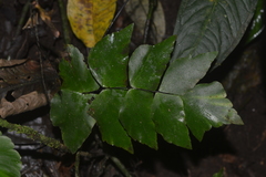 Adiantum macrophyllum