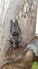 Psalidostetha banksiae