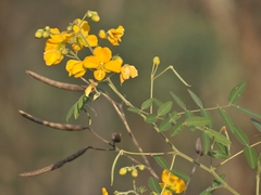 Senna barclayana