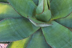 Agave