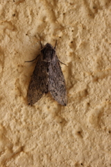 Coenotes eremophilae