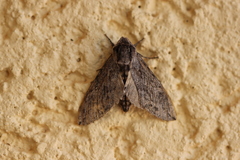 Coenotes eremophilae