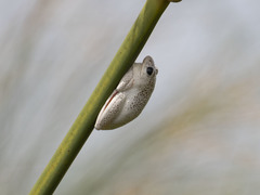 Hyperolius parallelus