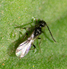 Spilomicrini