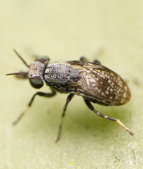 Stictomyia longicornis