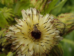 Stephanorhynchus purus