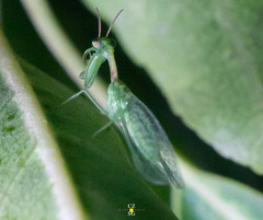 Zeugomantispa minuta