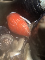 Amphissa versicolor