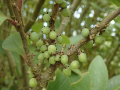 Melicytus chathamicus