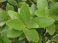 Melicytus chathamicus