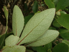 Melicytus chathamicus