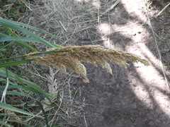 Poa iridifolia, photograph (c) Leonel Roget, some rights reserved (CC BY)