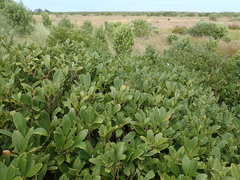Melicytus chathamicus