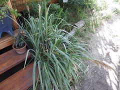 Poa iridifolia, photograph (c) Leonel Roget, some rights reserved (CC BY)
