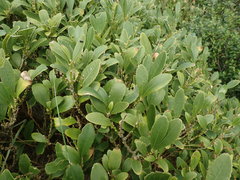 Melicytus chathamicus