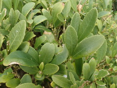 Melicytus chathamicus