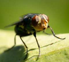 Cochliomyia