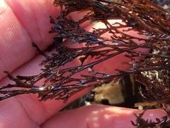 Microcladia borealis