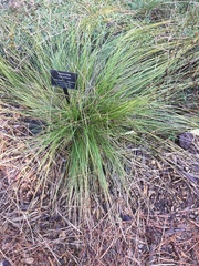 Carex occidentalis