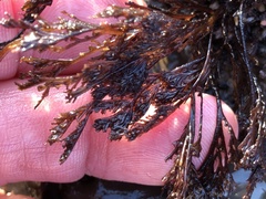 Microcladia borealis