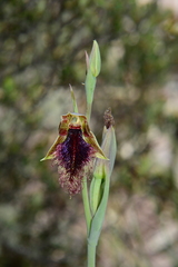 Calochilus therophilus