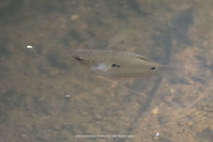 Trichopodus trichopterus