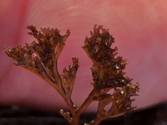 Microcladia borealis