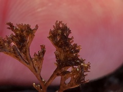 Microcladia borealis