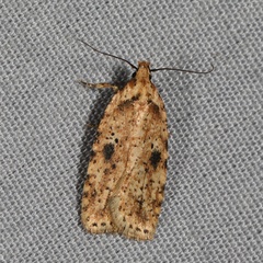 Agonopterix canadensis