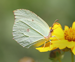 Gonepteryx nepalensis