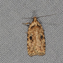 Agonopterix canadensis