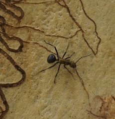 Polyrhachis semiaurata