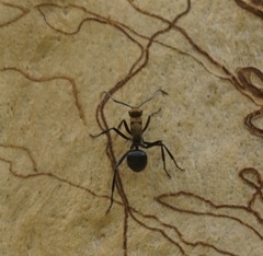 Polyrhachis semiaurata