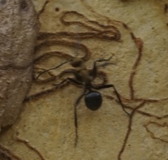 Polyrhachis semiaurata