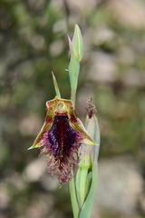 Calochilus therophilus