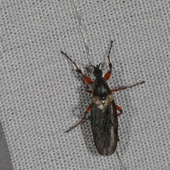 Bibio xanthopus