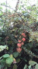 Symphoricarpos