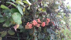 Symphoricarpos