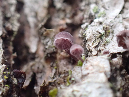 Bark Mycena