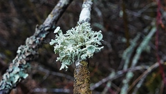 Ramalina dilacerata