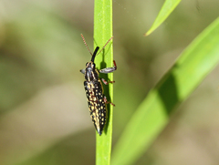 Rhinotia semipunctata