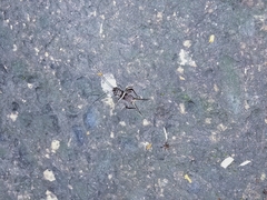 Teleogryllus mitratus