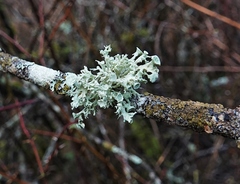 Ramalina dilacerata