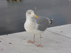 Larus argentatus