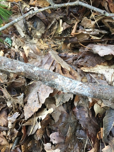 Trechispora stellulata image